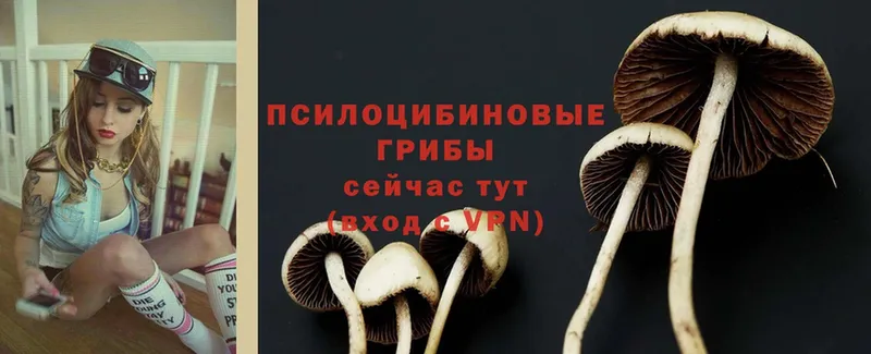 Галлюциногенные грибы Psilocybine cubensis  Мамоново 